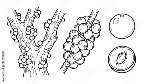 Coffee berries on branch and single bean drawing vector illustration set