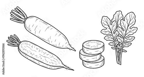Daikon radish and arugula vector line art collection fresh root vegetables and leafy greens for healthy eating meal preparation