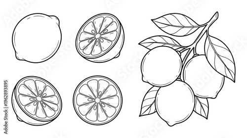 Collection of lemons with whole fruits and cut slices and a branch with multiple lemons