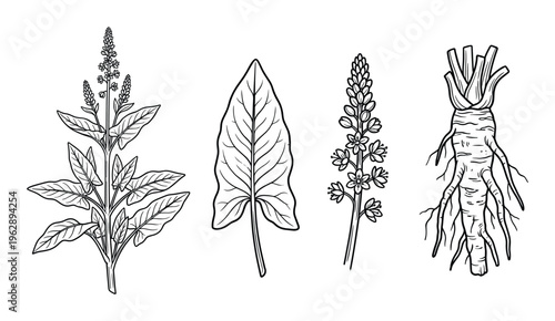 Edible wild plants drawing set, sorrel, horseradish, wild spinach, useful herbs collection