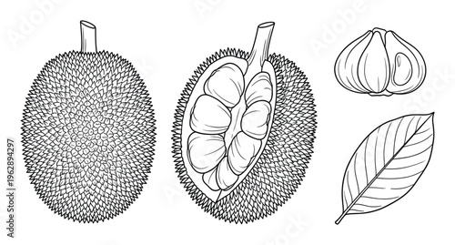 Durian fruit set with whole thorny skin and peeled segment hand drawn vector illustration sketches art