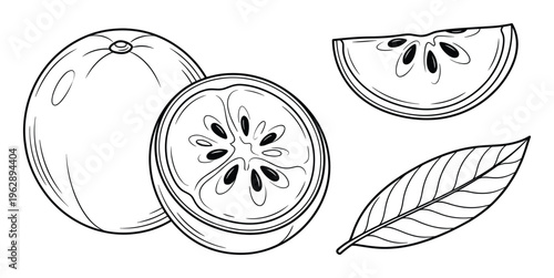 Feijoa fruit drawing set, whole and sliced fruit with leaf, exotic vitamin plant collection