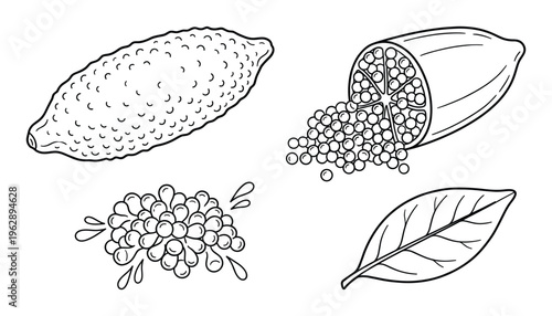 Finger lime fruit isolated on transparent background hand drawn outline vector