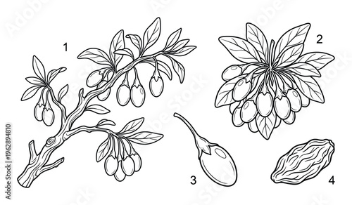 Goji berry branch set with dried fruits and numbered plant parts in hand drawn vintage sketch style