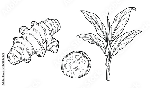 Ginger root and leaves sliced on transparent background hand drawn illustration