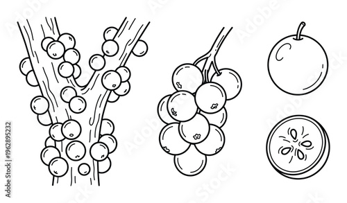Jabuticaba fruit bunch on branch whole slice hand drawn sketch on transparent background
