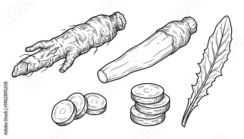 Horseradish root vector illustration, whole roots, slices, and leaf botanical drawing set