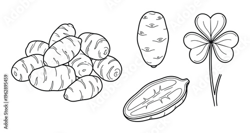 Jerusalem artichoke tubers isolated on transparent background hand drawn outline