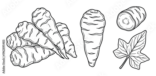 Jerusalem artichoke tuber set with whole roots and leaf hand drawn vector illustration isolated art