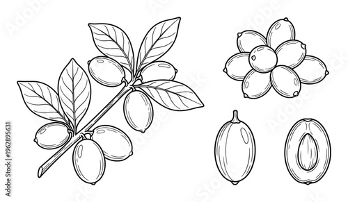 Jujube fruit set with branch leaves and cross section berry in hand drawn linear sketch style vector