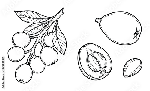 Loquat fruit branch with leaves and sliced fruit parts hand drawn vector engraving style illustration