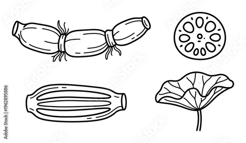 Lotus seed pod seed head leaf hand drawn sketch on transparent background