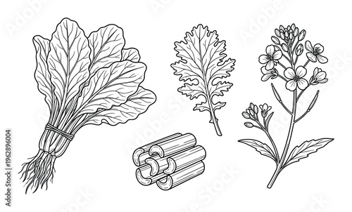 Mustard greens bundle with flower and stems hand drawn vector engraving style illustration collection