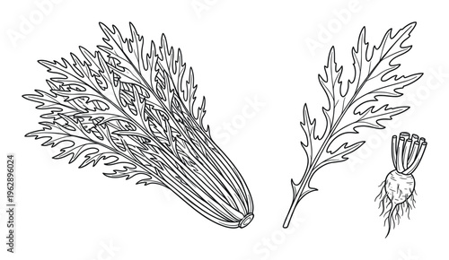 Mizuna lettuce greens hand drawn sketch showing leaf detail and small root plant for organic salad