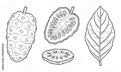 Noni fruit vector illustration set sketch. exotic morinda citrifolia, whole and cut in half