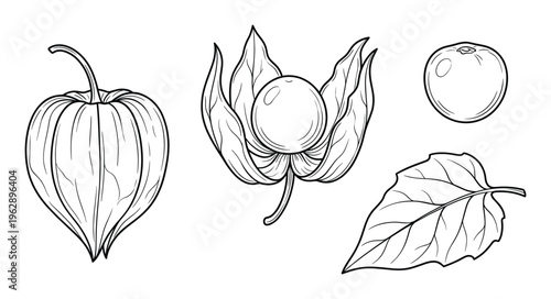 Physalis hand drawn black outline vector sketch of plant with fruit, husk, and leaf