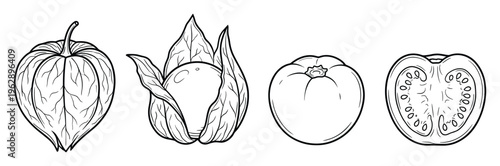 Physalis and tomato outline vector illustration set including whole and sliced fruit on transparent