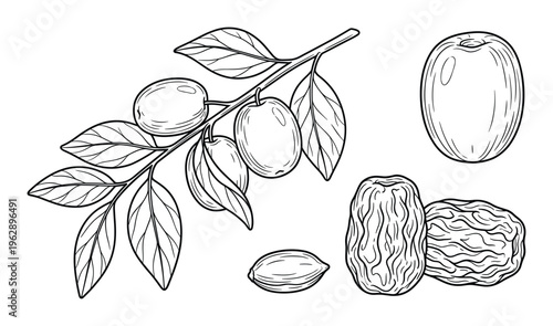 Plum tree branch with fruits and leaves, raw and dried plums, almond nut, natural organic food