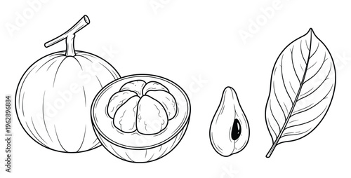Santol fruit vector botanical outline set featuring whole and cut fruit with seed and leaf elements