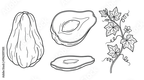 Set of chayote elements hand drawn vector illustration whole sliced halves vine isolated black outline