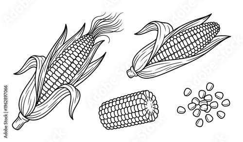 Set of corn elements hand drawn vector illustration whole broken cob grains isolated black outline