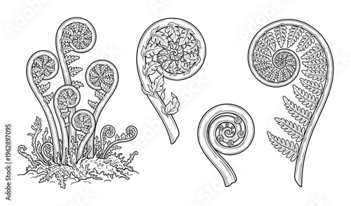 Set of fiddlehead fern elements hand drawn vector illustration scroll shape isolated black outline