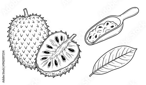 Soursop fruit vector line art collection whole and halved with seeds scoop and leaf tropical exotic healthy food ingredient drawing