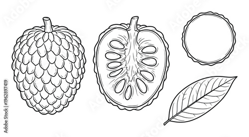 Sugar apple custard apple vector sketch set including whole fruit half with seeds and single leaf
