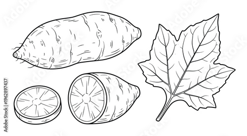 Sweet potato whole, sliced and leaf drawing vector illustration set