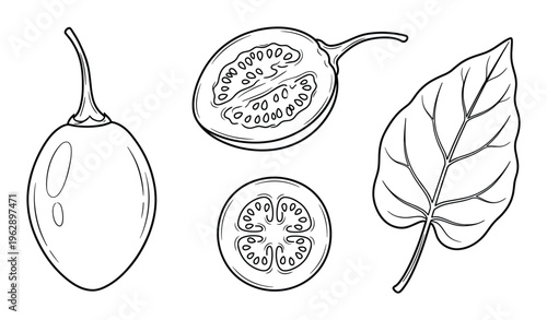 Tamarillo fruit set with whole berry cross sections and leaf in hand drawn sketch style on isolated