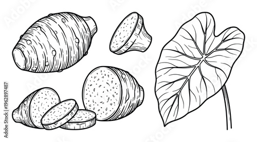 Taro hand drawn black outline vector sketch of whole root, sliced pieces, and leaf