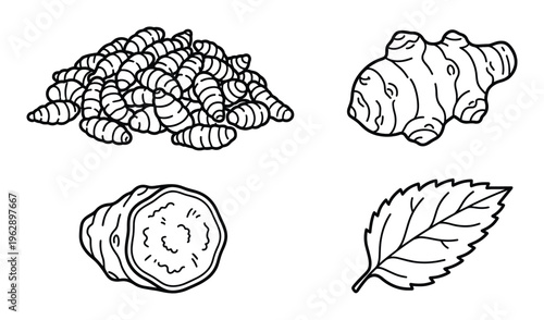 Turmeric root rhizome pile whole cut and leaf hand-drawn sketch vector