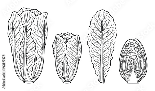 Various forms of napa cabbage with whole heads and individual leaves for culinary use