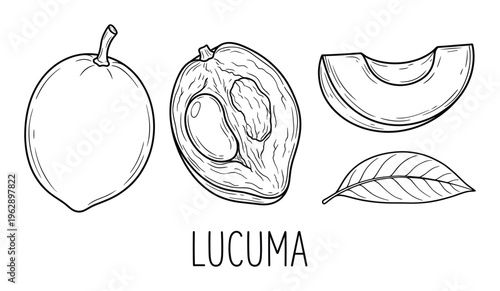 Whole lucuma fruit, sliced lucuma, leaf and seed, exotic tropical food, handwritten word lucuma