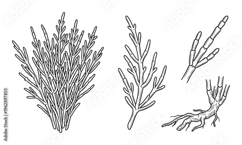 Wild rosemary bush and dried stems with roots, herbal plant illustration, natural seasoning detail