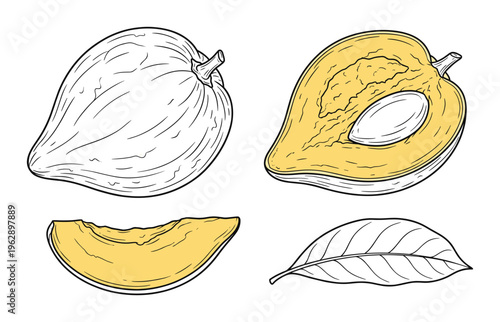 Yellow custard apple fruit whole cut slice and leaf hand-drawn sketch vector illustration