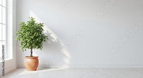 A potted plant sits in a corner of a bright, white room. Sunlight streams through a window, casting a shadow of the plant onto the white floor.