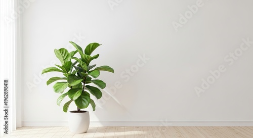 A vibrant Fiddle Leaf Fig plant sits in a white pot on a wooden floor. The plant is positioned against a plain white wall, creating a minimalist and serene aesthetic.