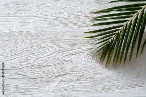 自然光に照らされたテクスチャーのある白い背景にヤシの葉