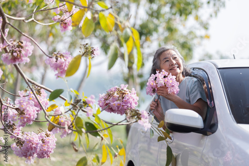 Happy senior woman enjoying pink blossom flowers from car window, active elderly travel lifestyle