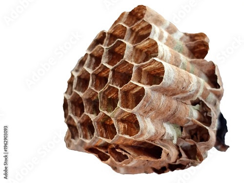 Authentic wasp nest isolated on white background for pest control service and educational entomology materials