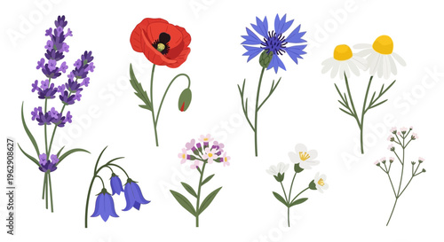 Elegant Collection of Hand Drawn Wildflowers Including Lavender, Red Poppy, Blue Cornflower, and White Daisy. Flat Vector Illustration Isolated on White Background