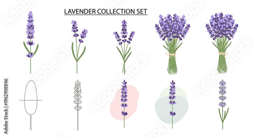 Lavender Flower Collection Set Featuring Vector Illustrations of Stems, Bunches, and Bouquets in Purple and Green for Floral Design, Aromatherapy, and Herbs.