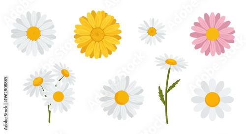 Beautiful Vector Set of Colorful Daisy Flower Illustrations, White Daisies with Yellow Centers, Pink and Yellow Blooms, Floral Graphics on a White Background.