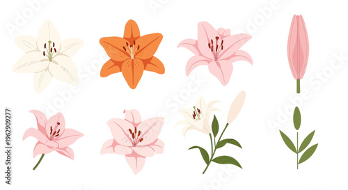 Beautiful hand-drawn lily flower set featuring white, orange, and pink blooms. Botanical vector elements with green leaves and buds on a clean white background.