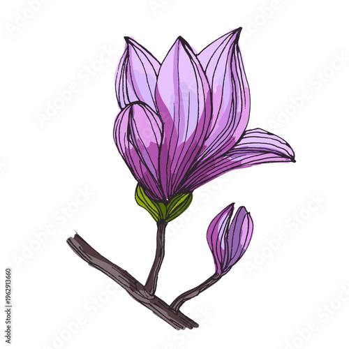 Beautiful pink magnolia flowers blooming on tree branches, spring floral background with large magnolia blossoms against blue sky, elegant botanical nature scene