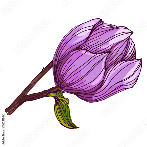 Beautiful pink magnolia flowers blooming on tree branches, spring floral background with large magnolia blossoms against blue sky, elegant botanical nature scene