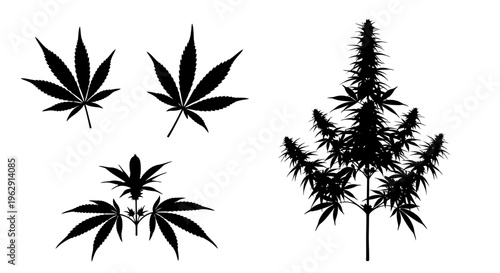 Silhouettes of cannabis plants with varying degrees of maturity