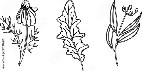 Set of Hand-Drawn Black and White Botanical Sketches with Chamomile and Foliage