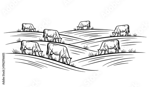 Herd of cows grazing on rolling hills black white sketch vector illustration farm landscape isolated